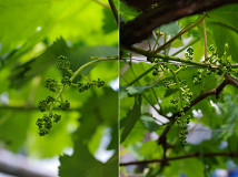 �N���b�N�Ŋg��