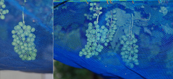 �N���b�N�Ŋg��