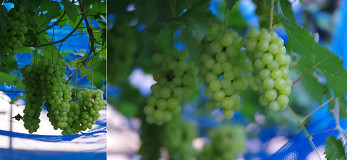 �N���b�N�Ŋg��