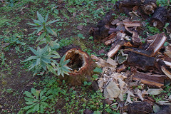 �N���b�N�Ŋg��