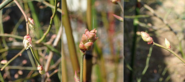 �N���b�N�Ŋg��