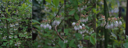 �N���b�N�Ŋg��