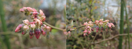 �N���b�N�Ŋg��