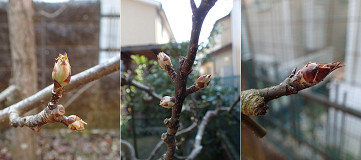 �N���b�N�Ŋg��