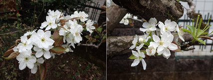 �N���b�N�Ŋg��