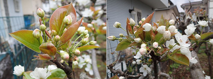 �N���b�N�Ŋg��