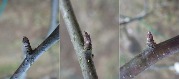 �N���b�N�Ŋg��