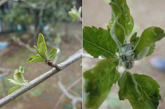 �N���b�N�Ŋg��