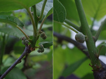 �N���b�N�Ŋg��