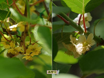 �N���b�N�Ŋg��