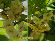 �N���b�N�Ŋg��