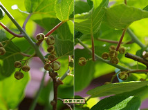 �N���b�N�Ŋg��