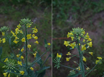 �N���b�N�Ŋg��