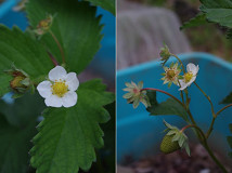 �N���b�N�Ŋg��