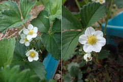 �N���b�N�Ŋg��