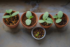 �N���b�N�Ŋg��